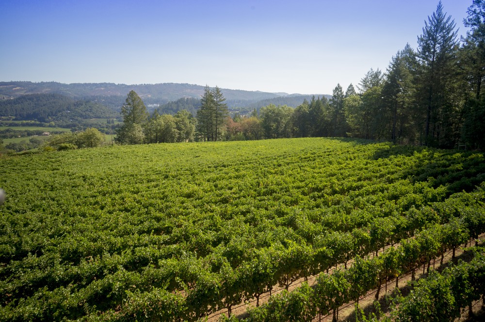 Spring Mountain Vineyard