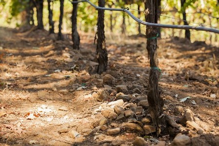 Spring Mountain's terroir 